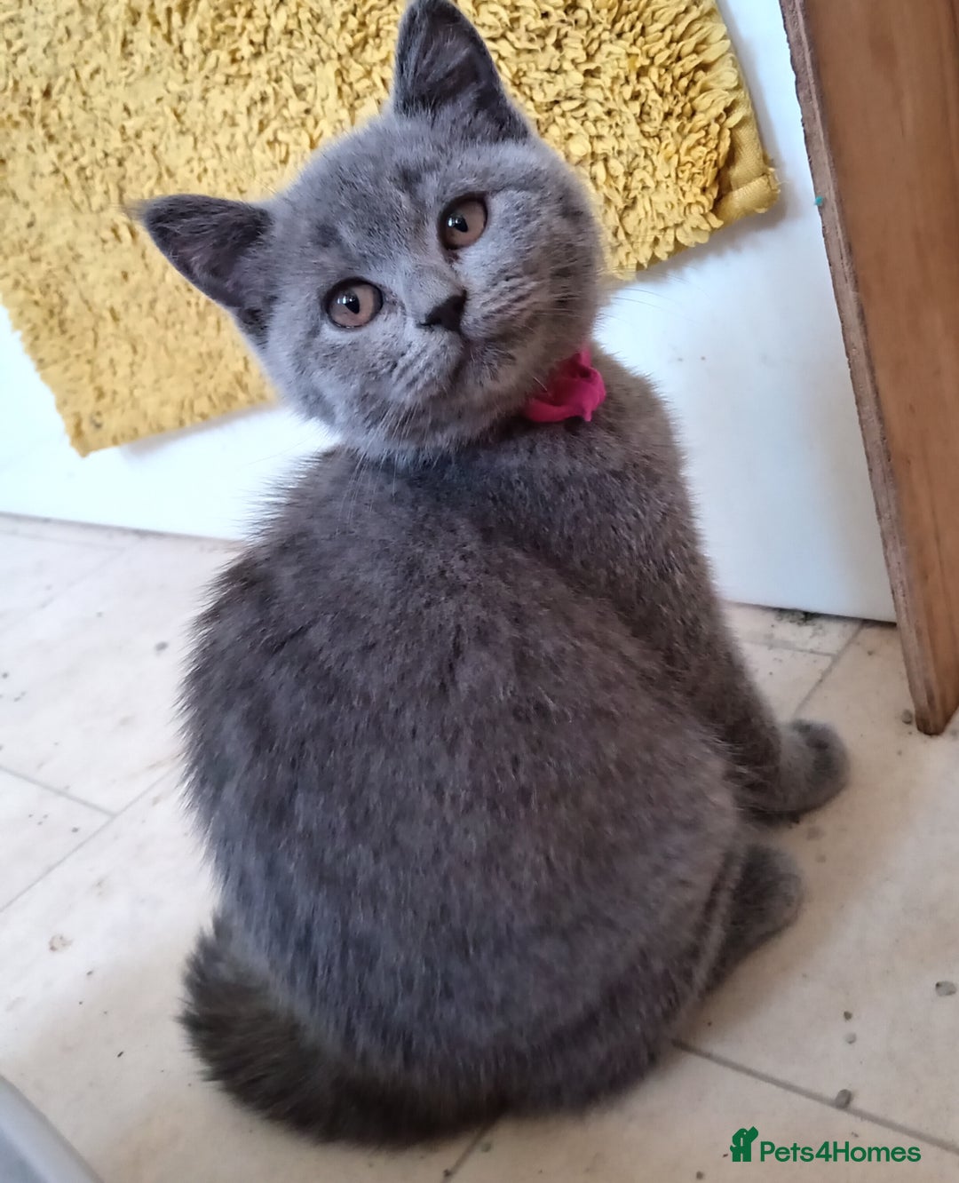 British Shorthair cats for sale: 4 British short hair lilac girls 1 choch torte boy - Image 8