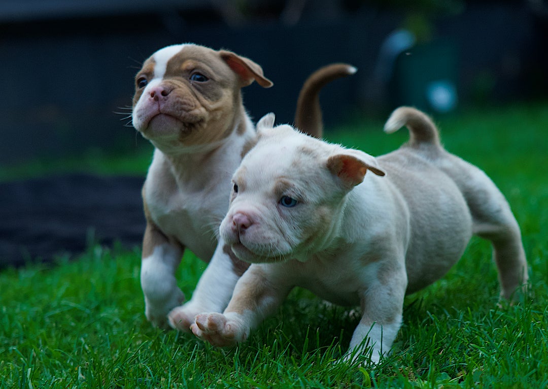 American Bully dogs for sale: Last boy left 🔥🔥🔥 - Image 14