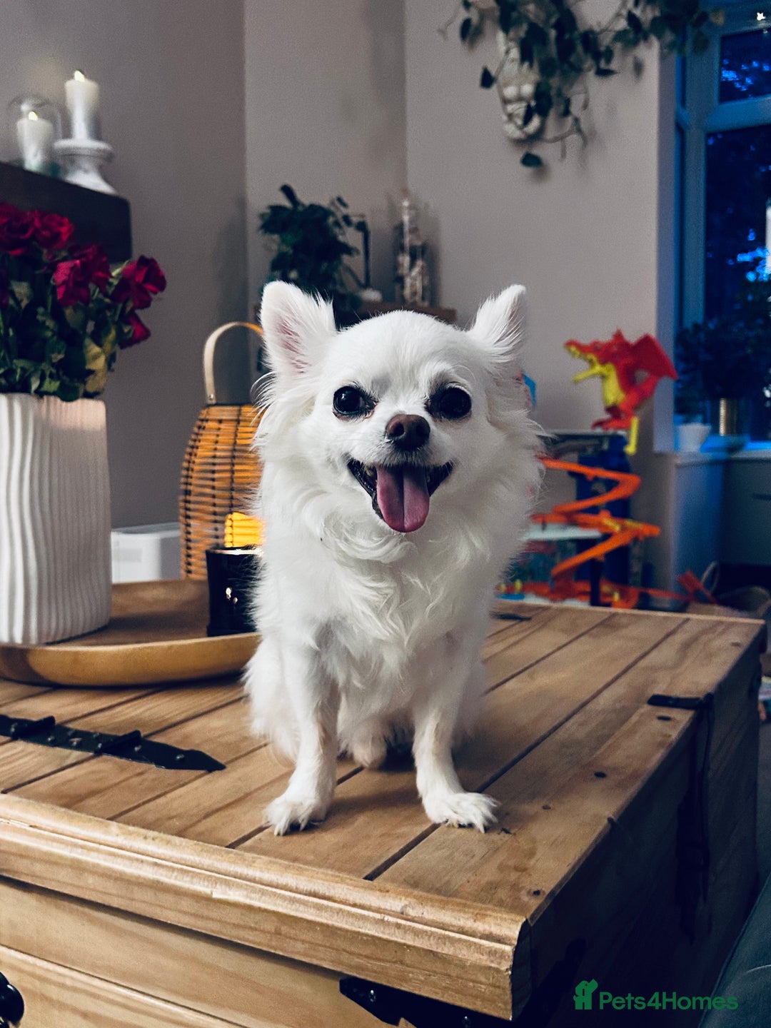 Chihuahua dogs for stud: Chihuahua Stud - Advert 5