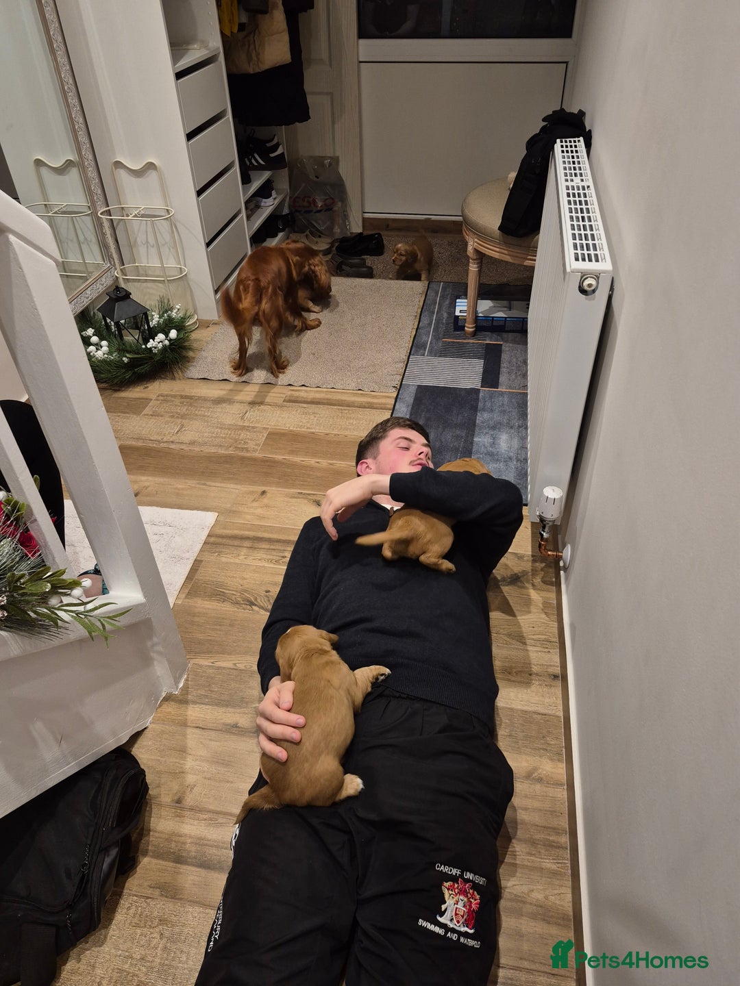 Cocker Spaniel dogs for sale: KC reg,Adorable,Golden Working CockerSpaniel Pupps - Advert 7