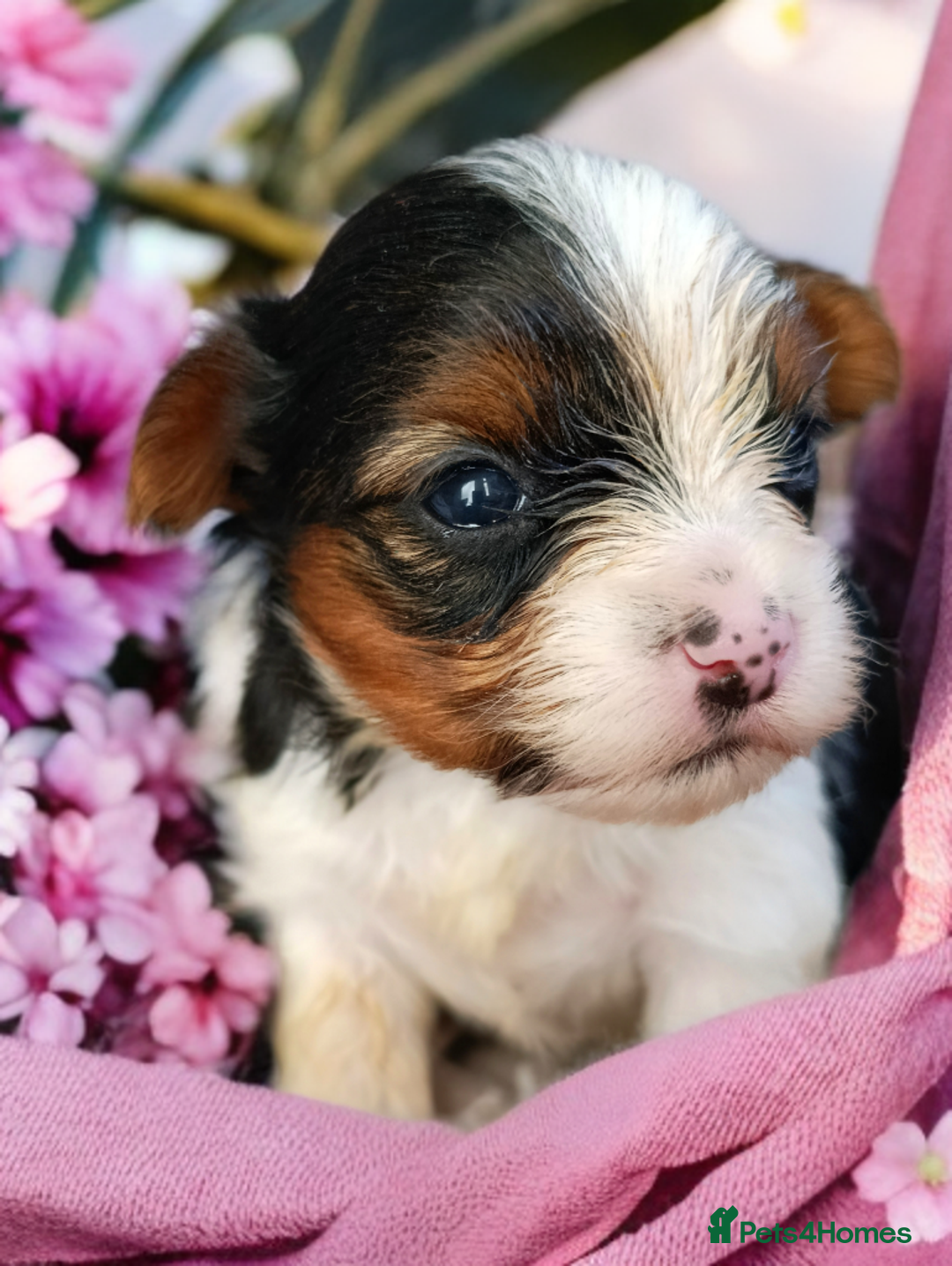 Yorkshire Terrier dogs for sale: Posh puppies😍😍 colorfull Yorkshire terrier🐶🐶🐶 - Advert 20