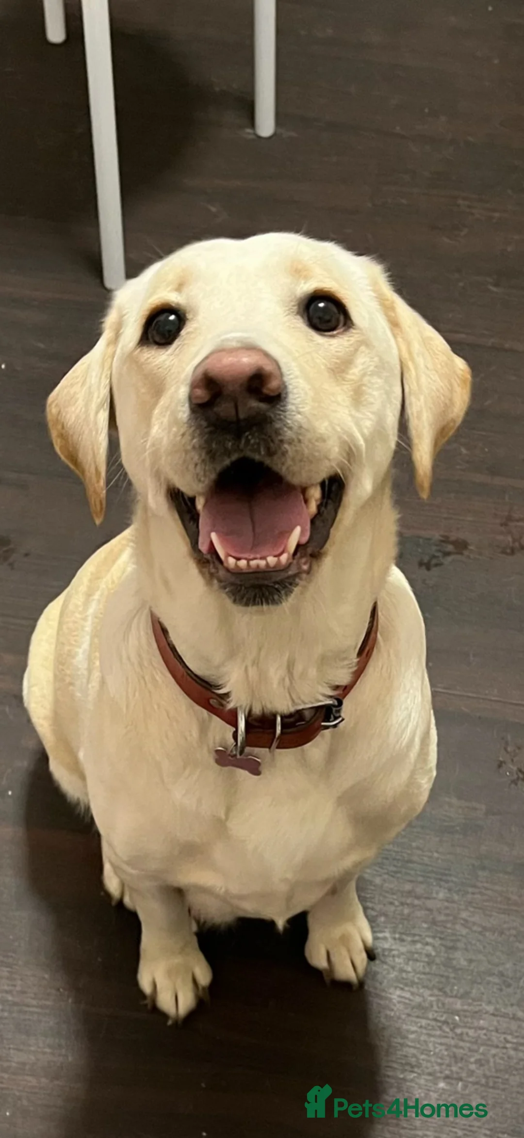Labrador Retriever dogs for sale: Labrador puppies for sale  in Swansea - Advert 3