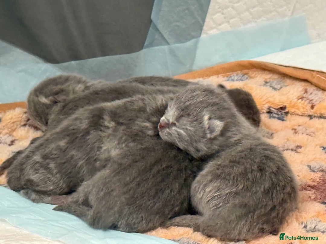 British Shorthair cats for sale: Gorgeous British Short Hair - Advert 2