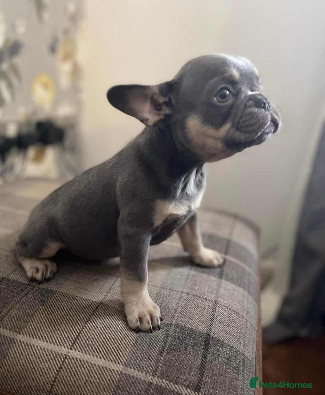 French Bulldog dogs for sale: Loving French bulldog  - Image 5