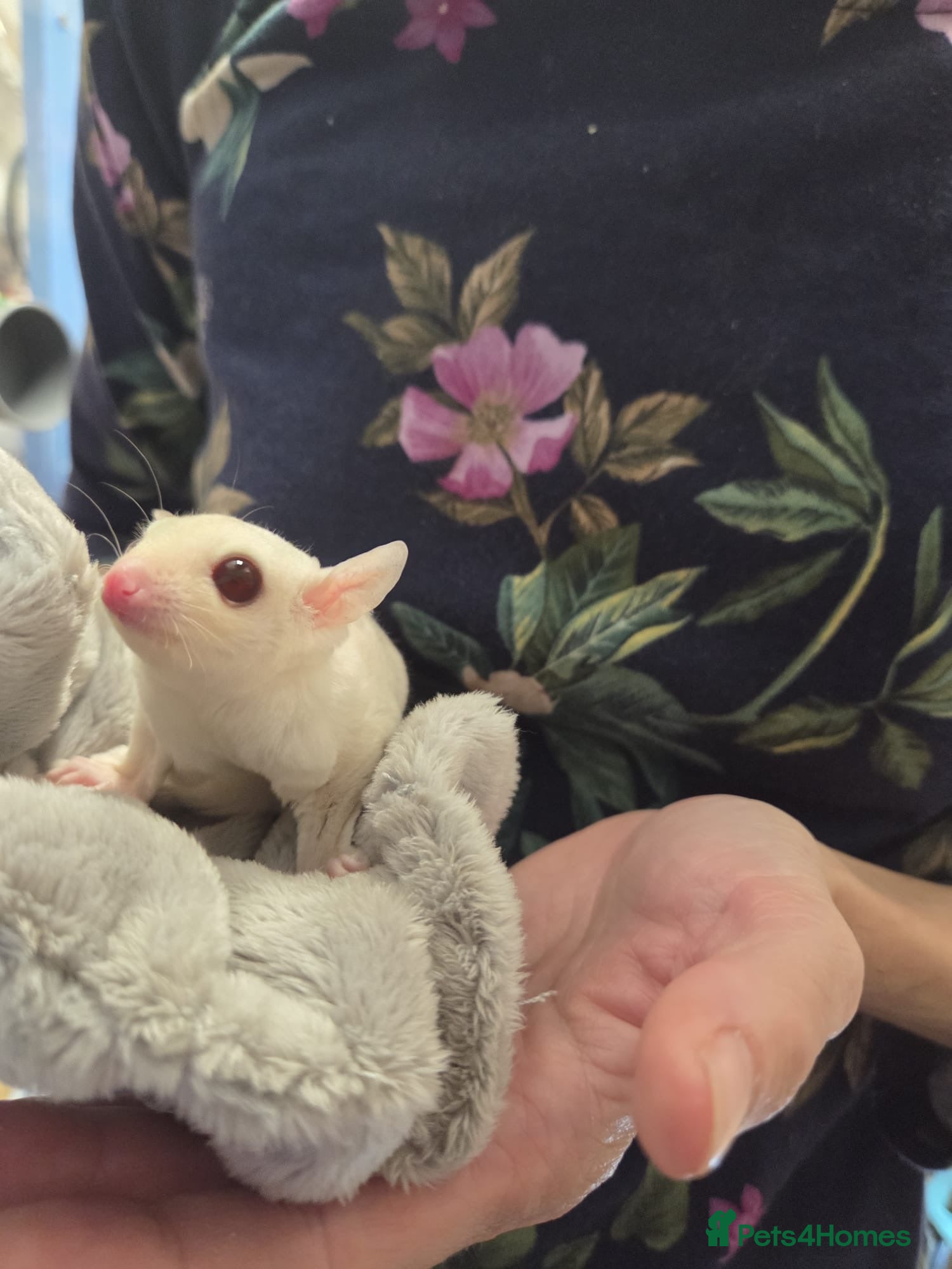 Sugar Glider rodents Sugar Glider Baby Boys Boy Males Pedigree - Advert 1