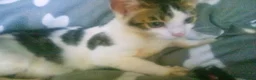 Mixed Breed cats for sale: Cute and Playful Kittens - Advert 15