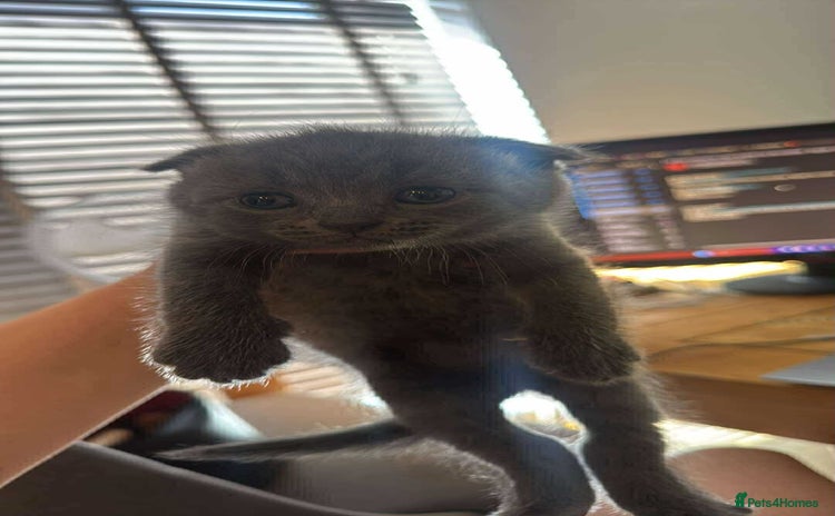 Scottish Fold cats - Advert 3