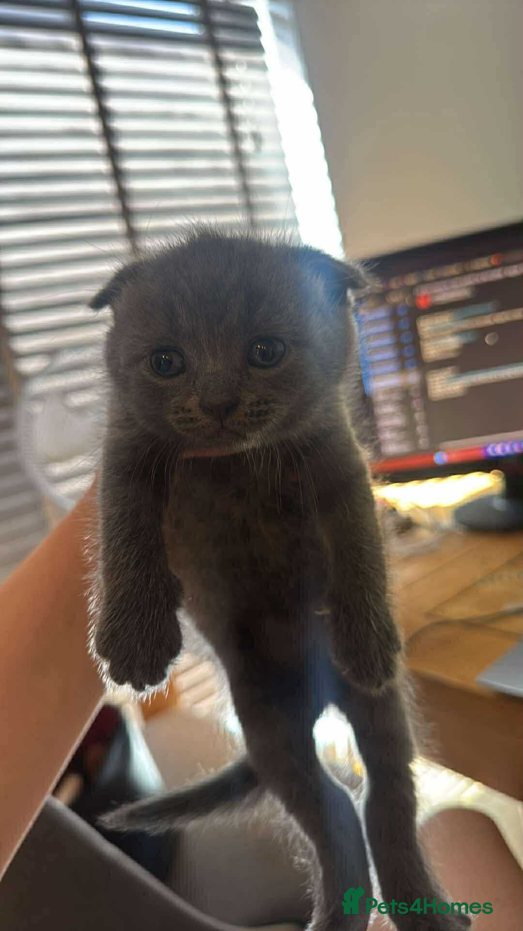 Scottish Fold cats for sale: Beautiful Grey Scottish Fold & Straight Kittens - Image 1