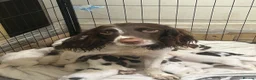 English Springer Spaniel dogs for sale: beautiful english springer spaniel puppies in Bootle - Advert 6