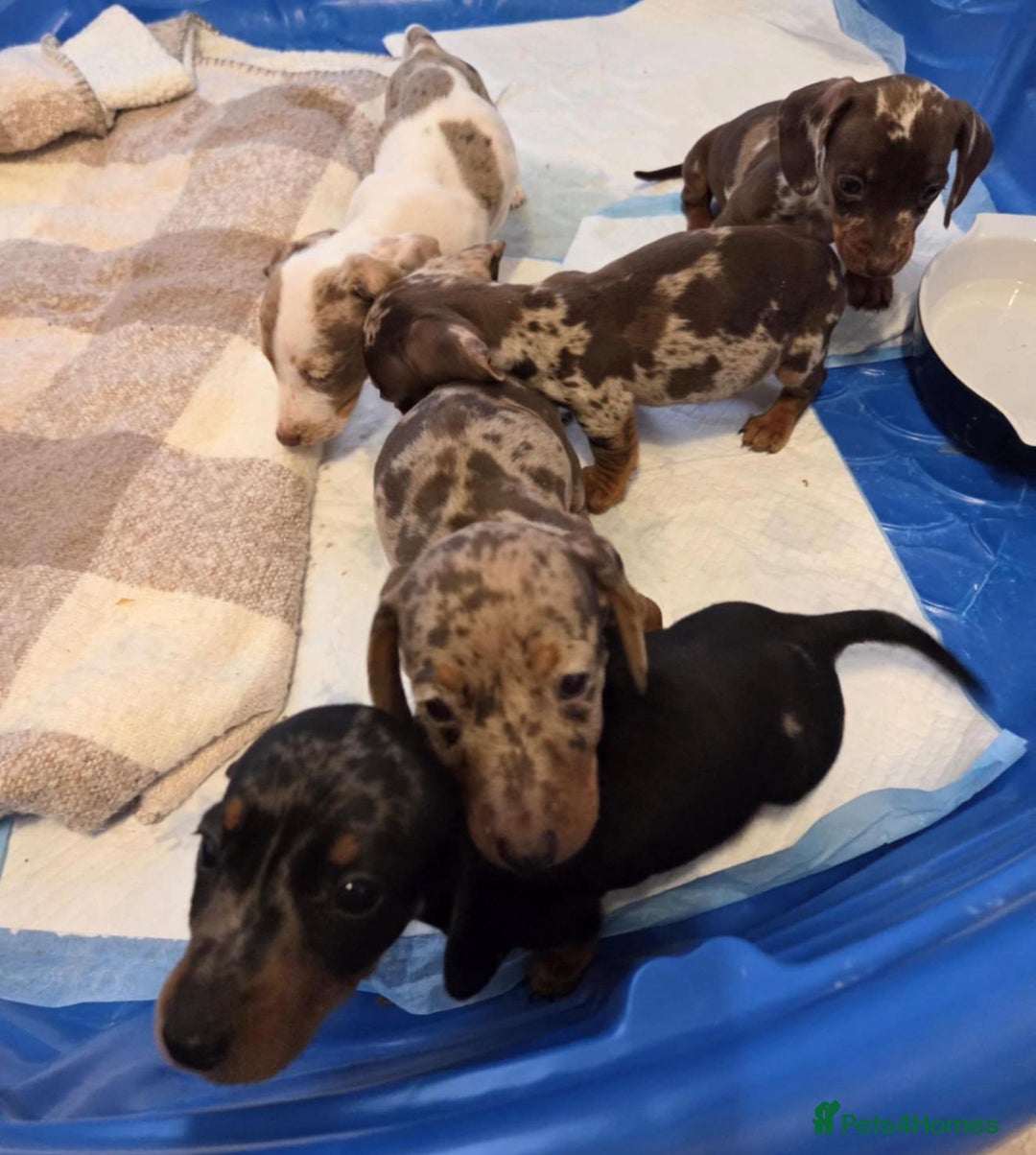 Miniature Dachshund dogs for sale: Miniature dachshund puppies - Image 6