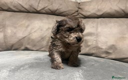 Cockapoo dogs for sale: 🐶F1 Cockerpoo Pups – Merle, Chocolate, Apricot 🐶 - Image 14