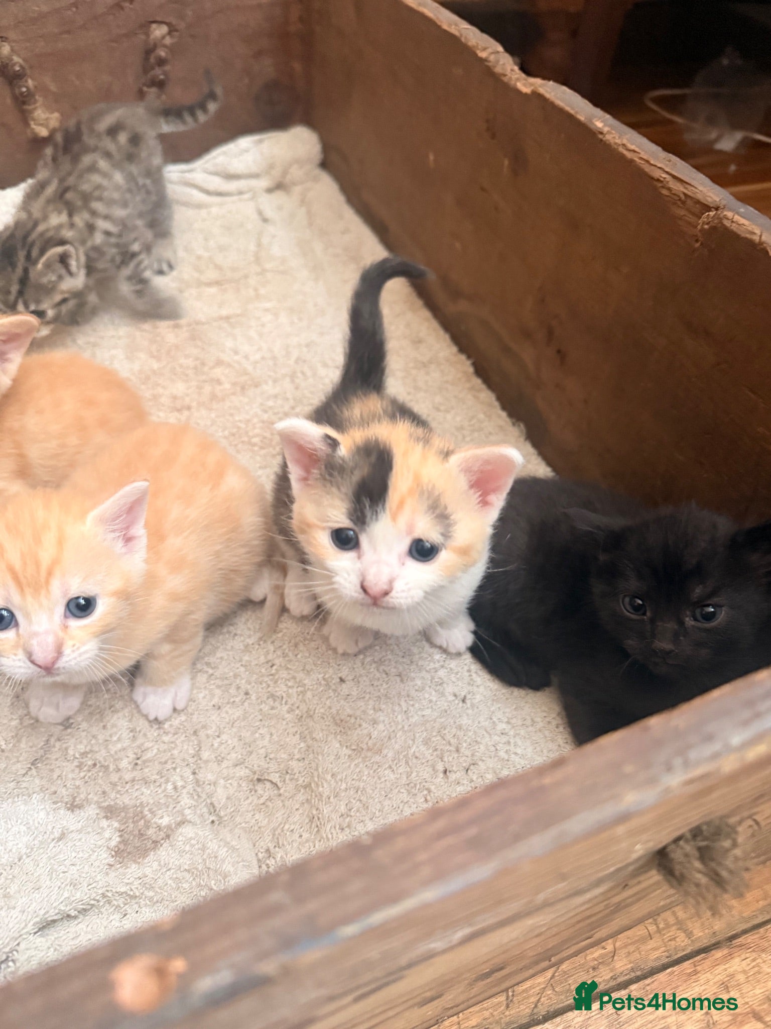 Mixed Breed cats Beautiful kittens  - Advert 1