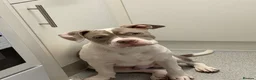 Mixed Breed dogs for sale: POCKET BULLY X FRENCHIE in Waltham Cross - Advert 2