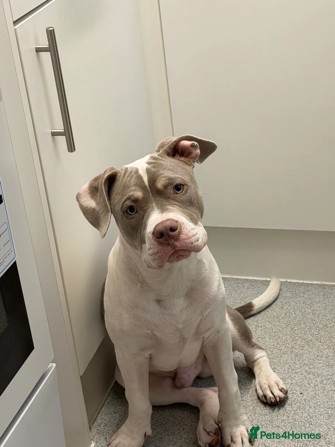 Mixed Breed dogs for sale: POCKET BULLY X FRENCHIE in Waltham Cross - Advert 2
