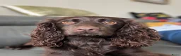 Cocker Spaniel dogs for sale: KC Registered Cocker Spaniels– 🔥READY NOW🔥 - Advert 13
