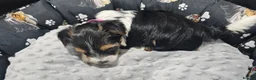 Yorkshire Terrier dogs for sale: Stunning Yorkshire Terrier Puppies  in Portsmouth - Advert 2