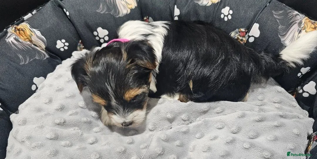 Yorkshire Terrier dogs for sale: Stunning Yorkshire Terrier Puppies  in Portsmouth - Advert 2