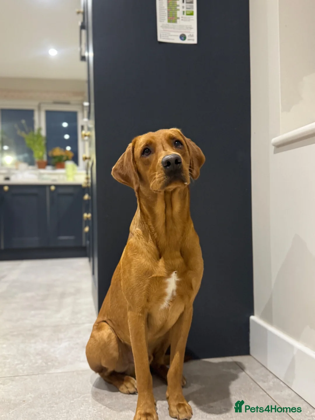 Labrador Retriever dogs for stud: BARLEY proven LABRADOR for STUD - Advert 3