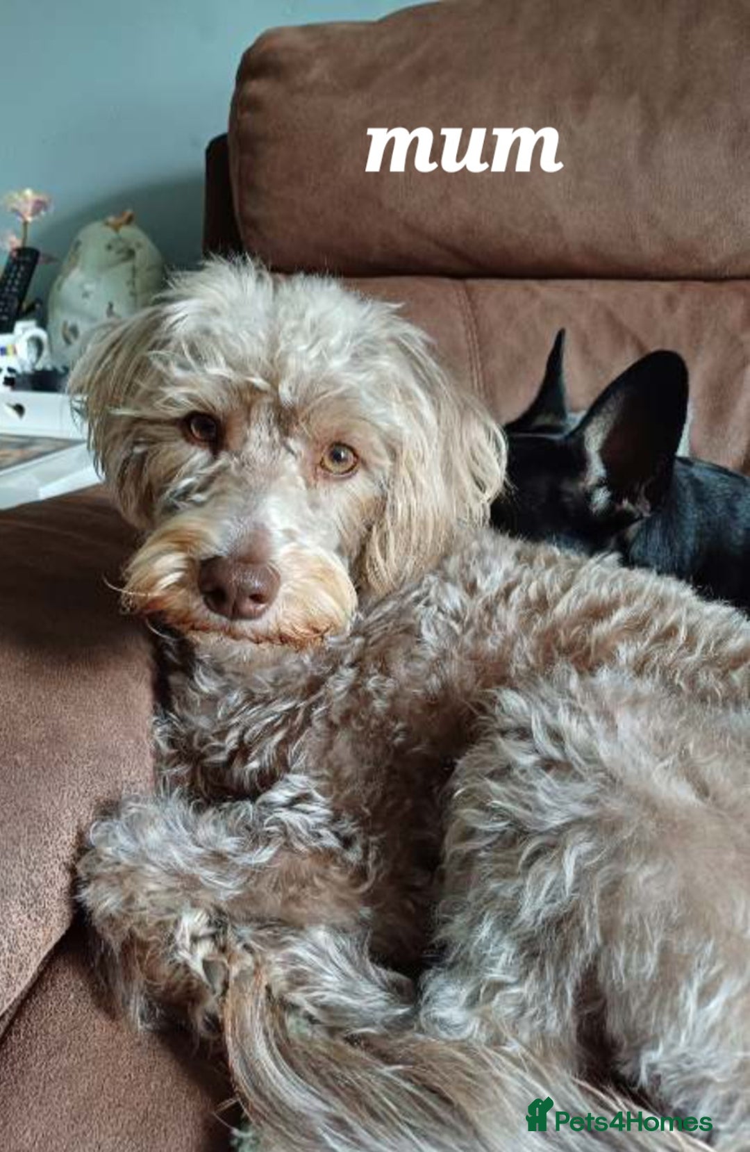 Mixed Breed dogs for sale: Cockapoo puppies  - Advert 1