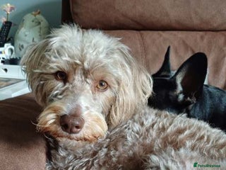 Mixed Breed dogs Cockapoo puppies - Advert 1