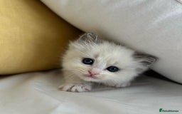 Ragdoll cats for sale: All looking a swt loving HM - Advert 3