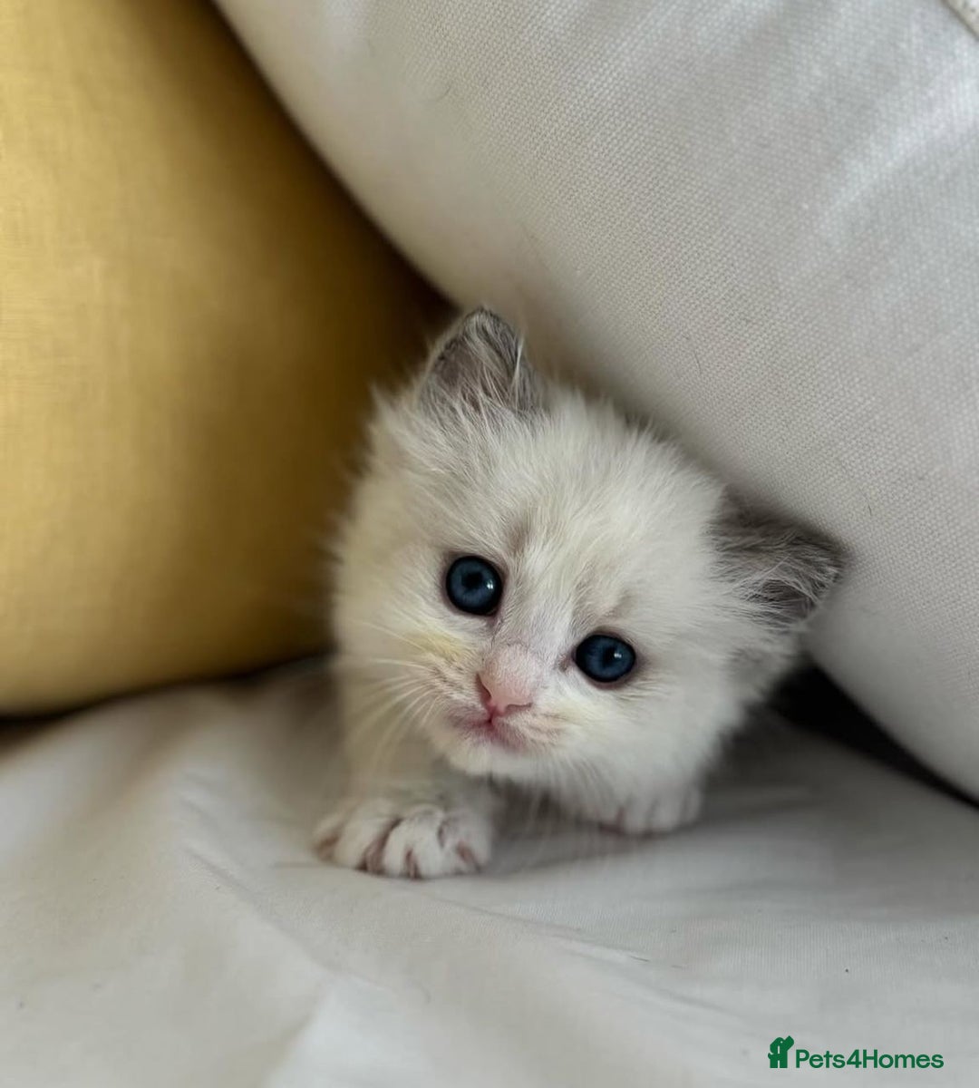 Ragdoll cats for sale: All looking a swt loving HM - Advert 3
