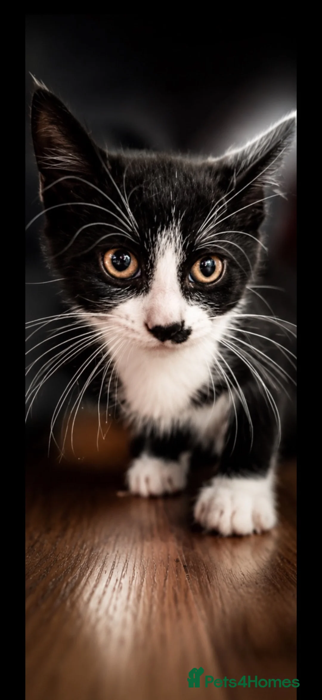 Mixed Breed cats for sale: Beautiful kittens for sale  in London - Advert 2