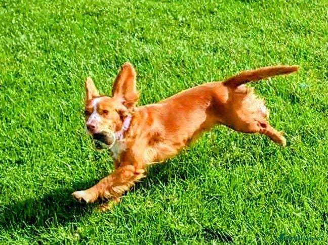 Cocker Spaniel dogs Sasha - Advert 8