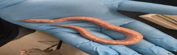 Mixed Breed reptiles for sale: Various snakes for sale - Advert 9
