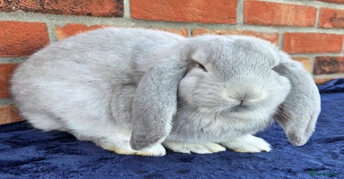 French Lop rabbits - Advert 2