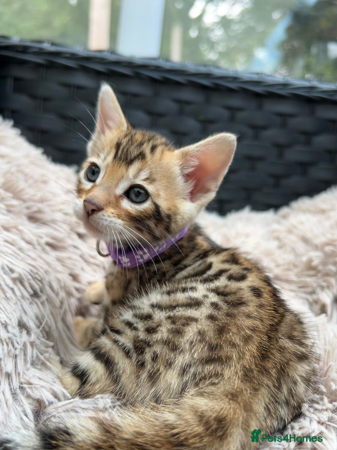 Bengal cats for sale: GORGEOUS PURE BENGAL KITTENS READY TO GO ❤️ - Image 25