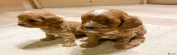 Cavapoo dogs for sale: Cavapoo pups from HEALTH TESTED KC parents in Ashford - Advert 7