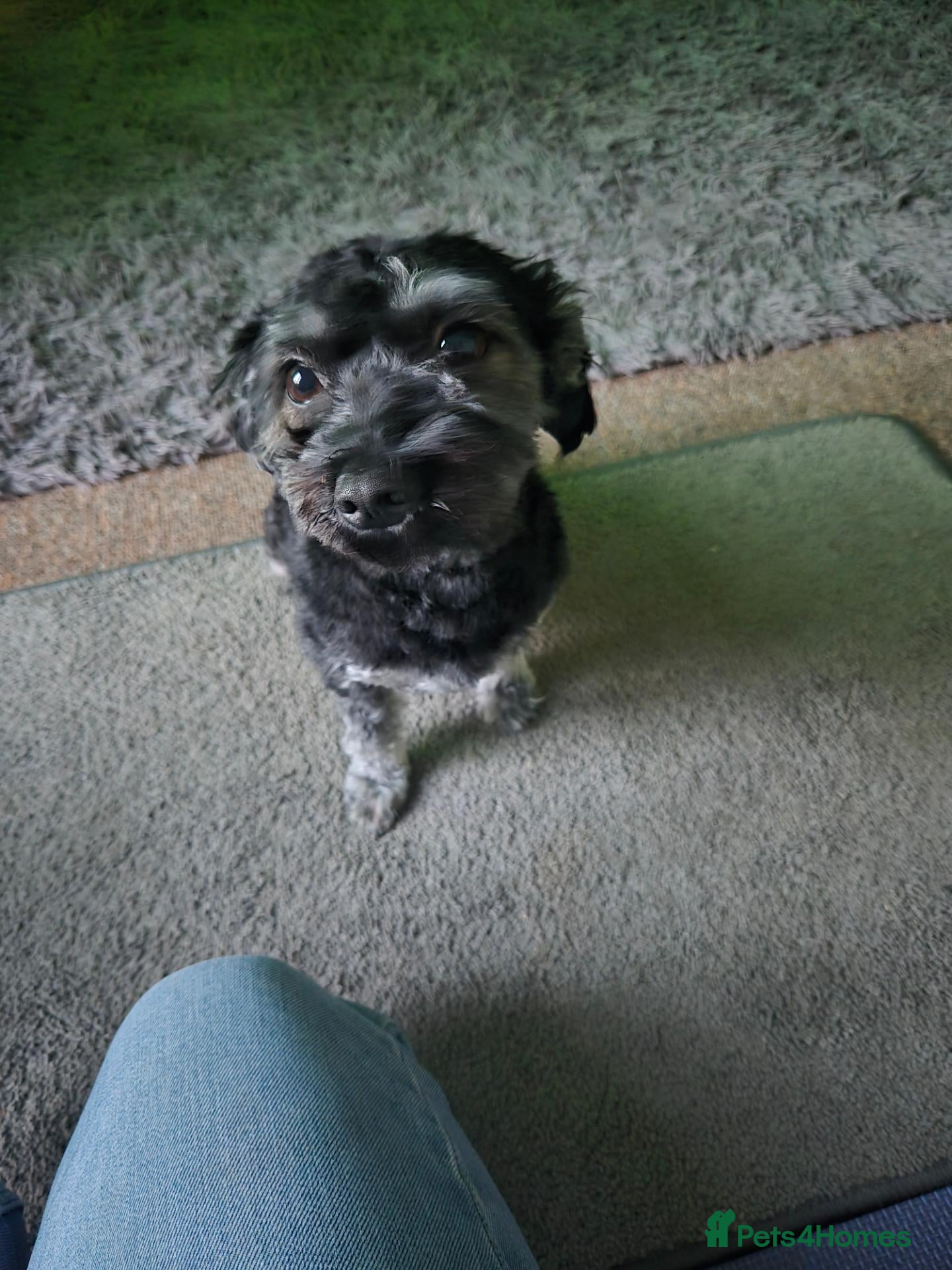 Mixed Breed dogs for sale: Adorable puppies for sale - Advert 2