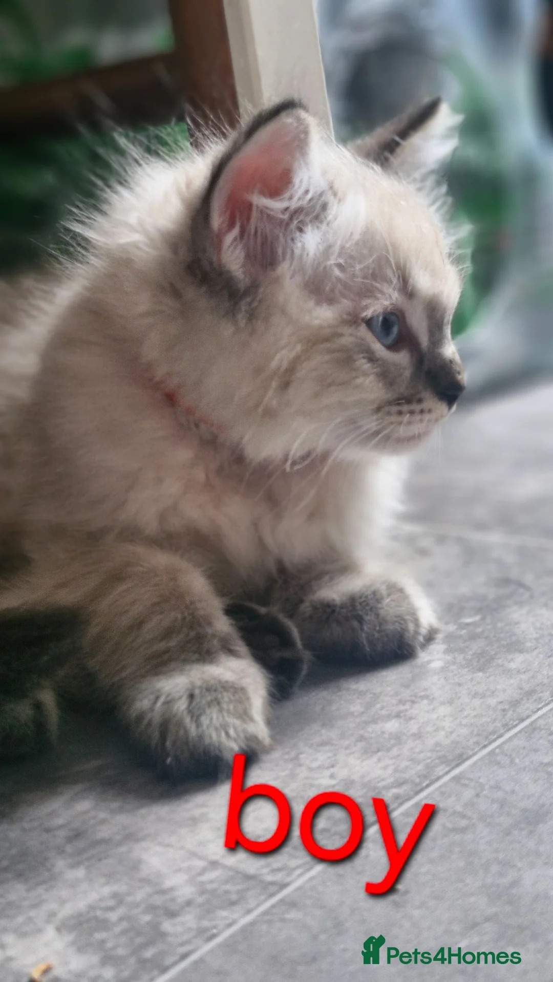 Ragdoll cats for sale: Kitten  - Advert 2