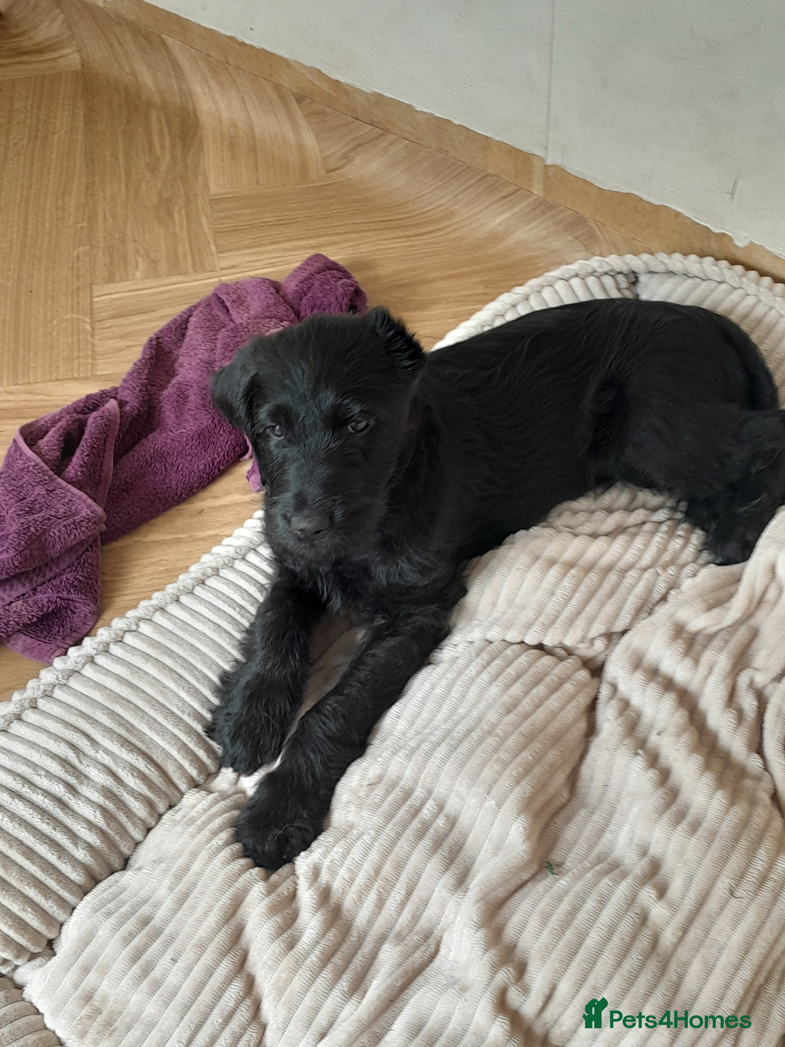 Goldendoodle dogs GORGEOUS GOLDENDOODLE  PUPPIES READY FOR NEW HOMES - Advert 2