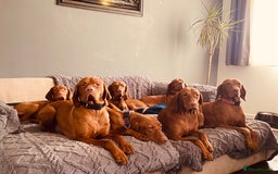 Hungarian Vizsla dogs for sale:   ⚜️Hungarian Vizsla puppies⚜️ - Image 14