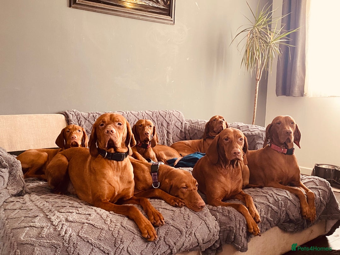 Hungarian Vizsla dogs for sale:   ⚜️Hungarian Vizsla puppies⚜️ - Image 14