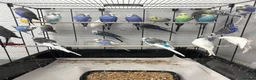Budgerigars birds for sale: Budgerigars boys and girls - Advert 4