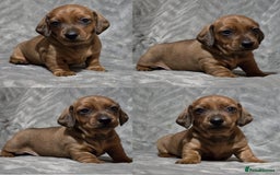 Miniature Dachshund dogs for stud: Champion Sired, Crufts Qualified Shaded Red in Dalry - Image 9