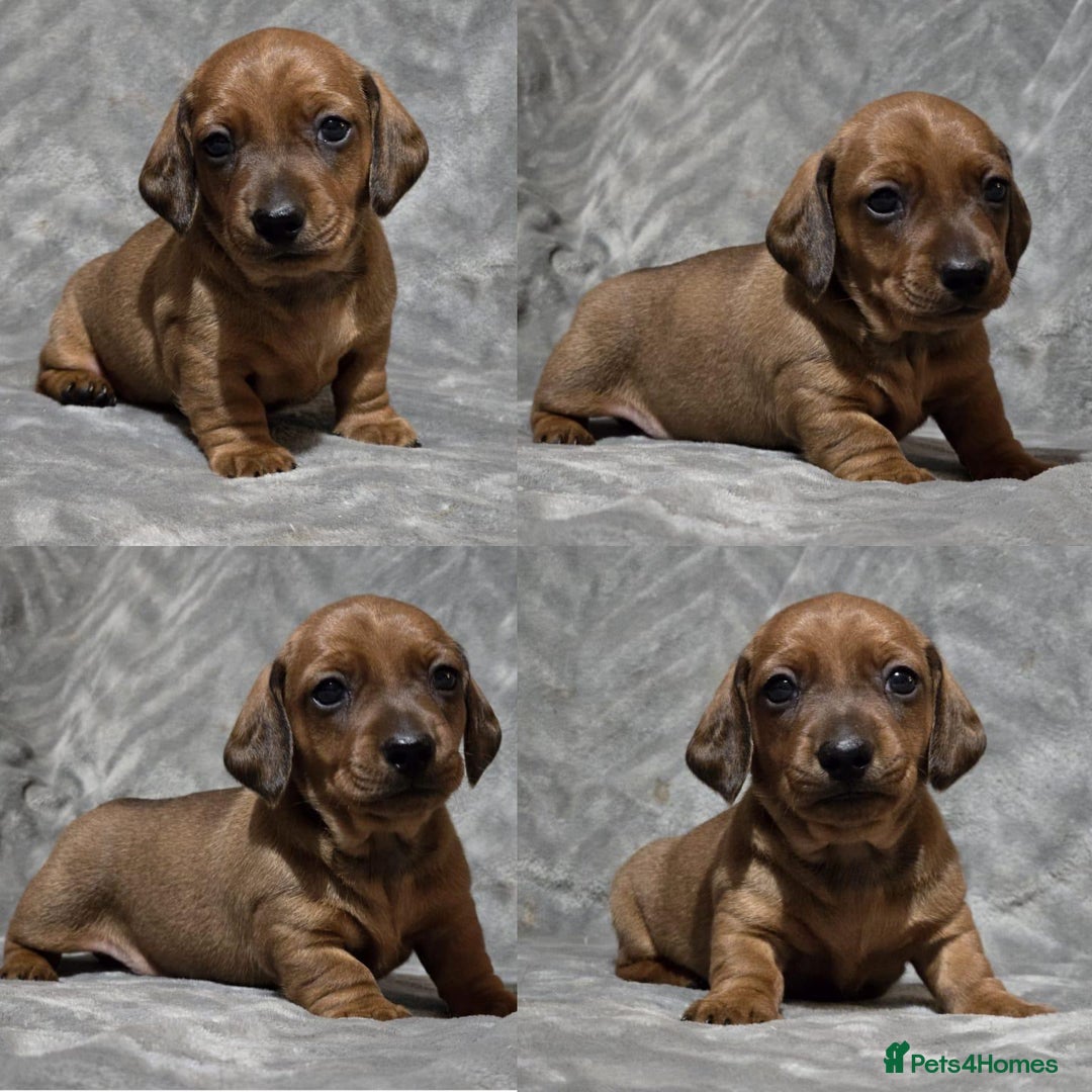 Miniature Dachshund dogs for stud: Champion Sired, Crufts Qualified Shaded Red in Dalry - Image 9
