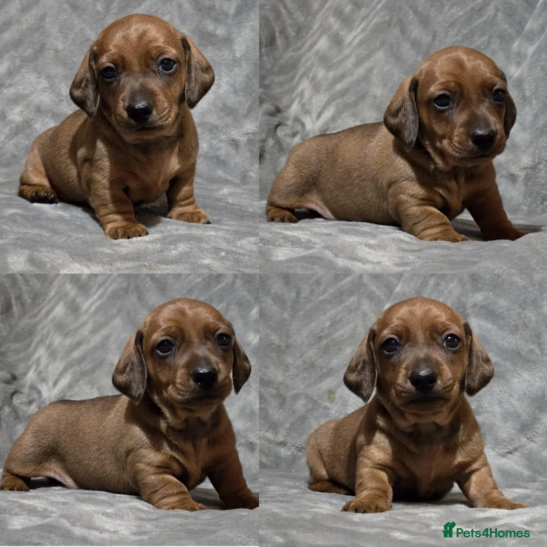 Miniature Dachshund dogs for stud: Champion Sired, Crufts Qualified Shaded Red in Dalry - Advert 9