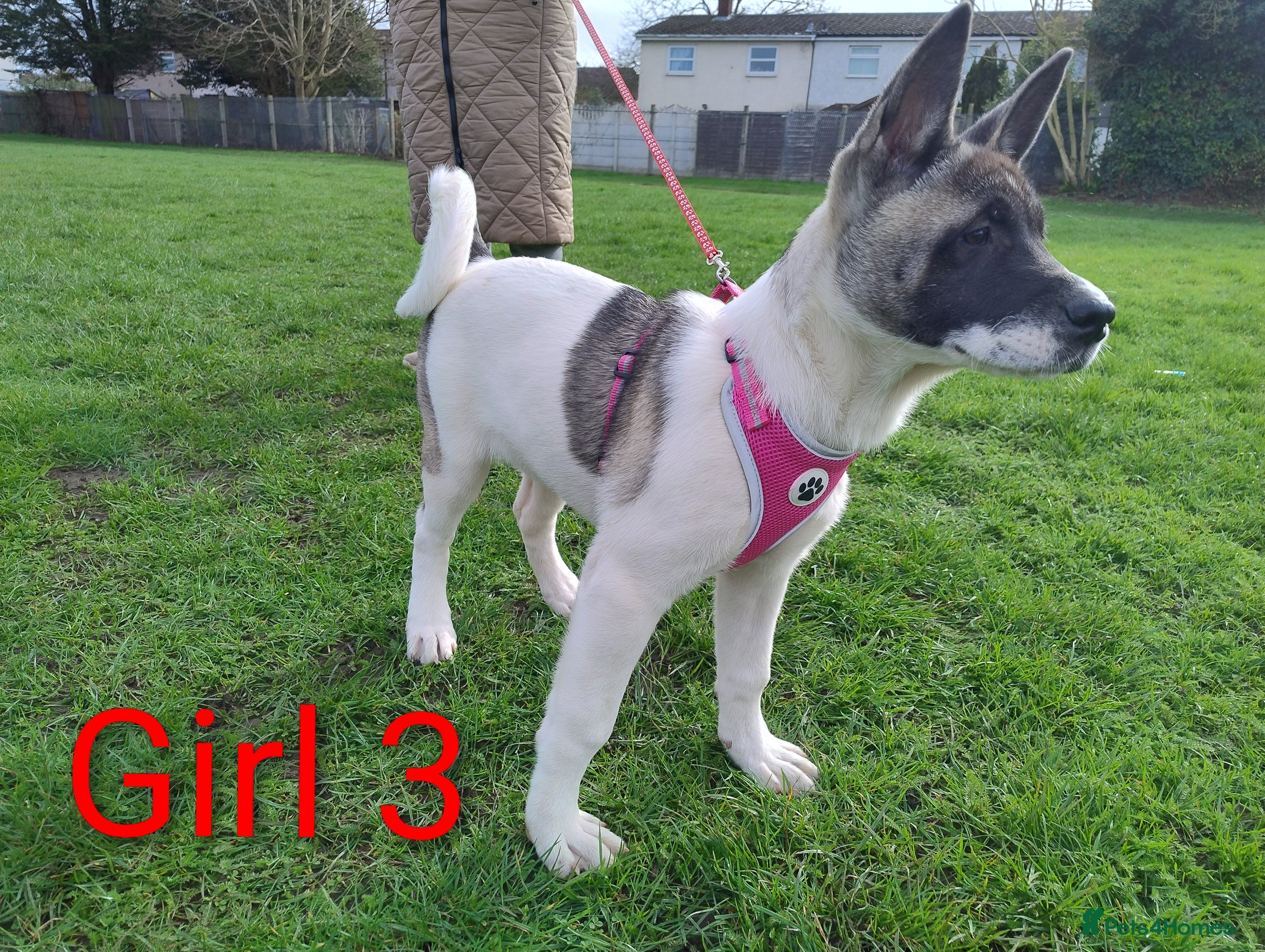 Akita dogs Two Beautiful American Akita girls for sale - Advert 2