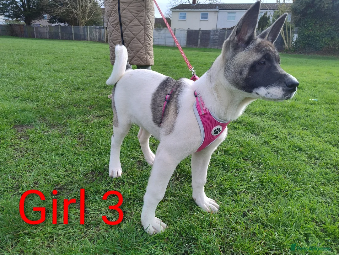 Akita dogs for sale: Two American Akita girls for sale (reduced price) - Advert 1