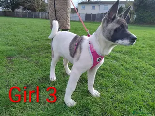 Akita dogs Two Beautiful American Akita girls for sale - Advert 2