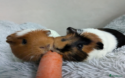 Guinea Pig rodents for sale: Pair of 5 year old sows looking for a new home. - Image 1