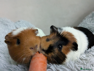 Guinea Pig rodents - Advert 2