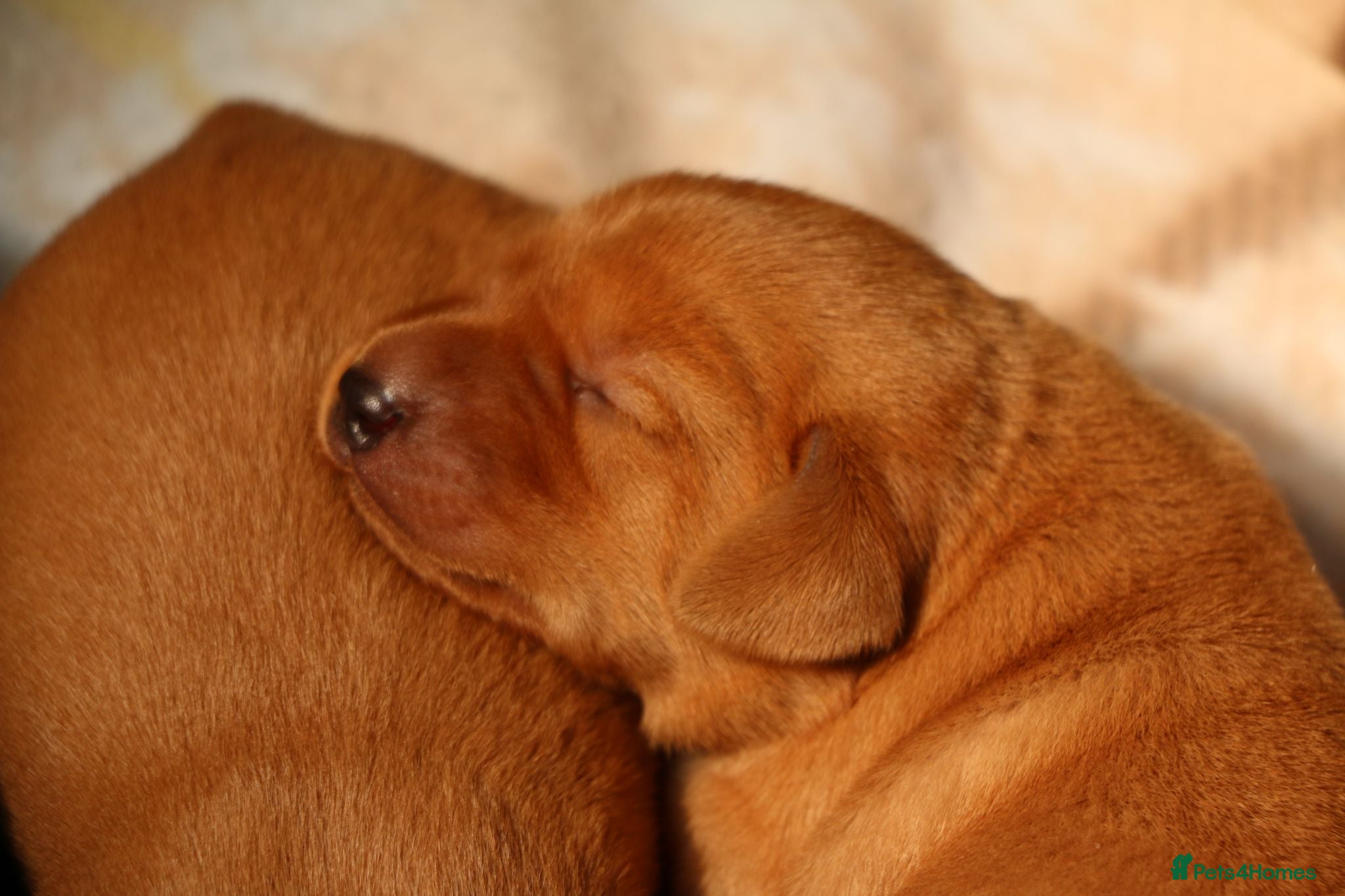 Labrador Retriever dogs Stunning Fox Red Labrador Litter - Health Tested - Advert 1