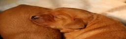 Labrador Retriever dogs for sale: Stunning Fox Red Labrador Litter - Health Tested - Advert 6