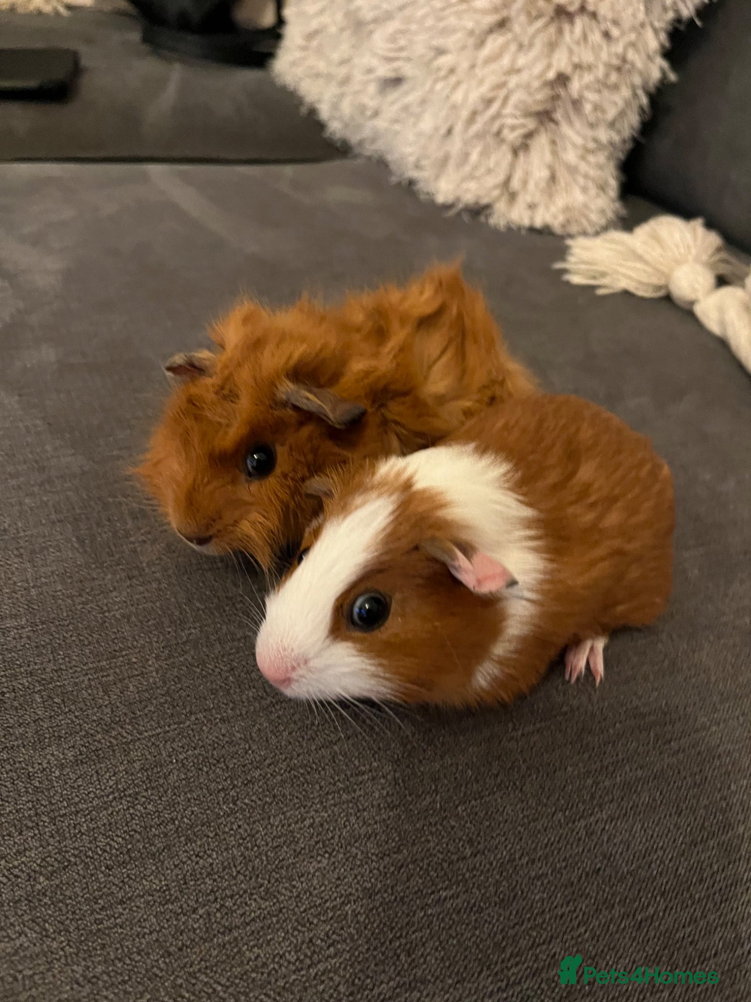 Guinea Pig rodents Male guinea pig brothers  - Advert 1