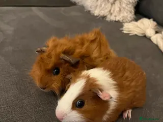 Guinea Pig rodents Male guinea pig brothers - Advert 3